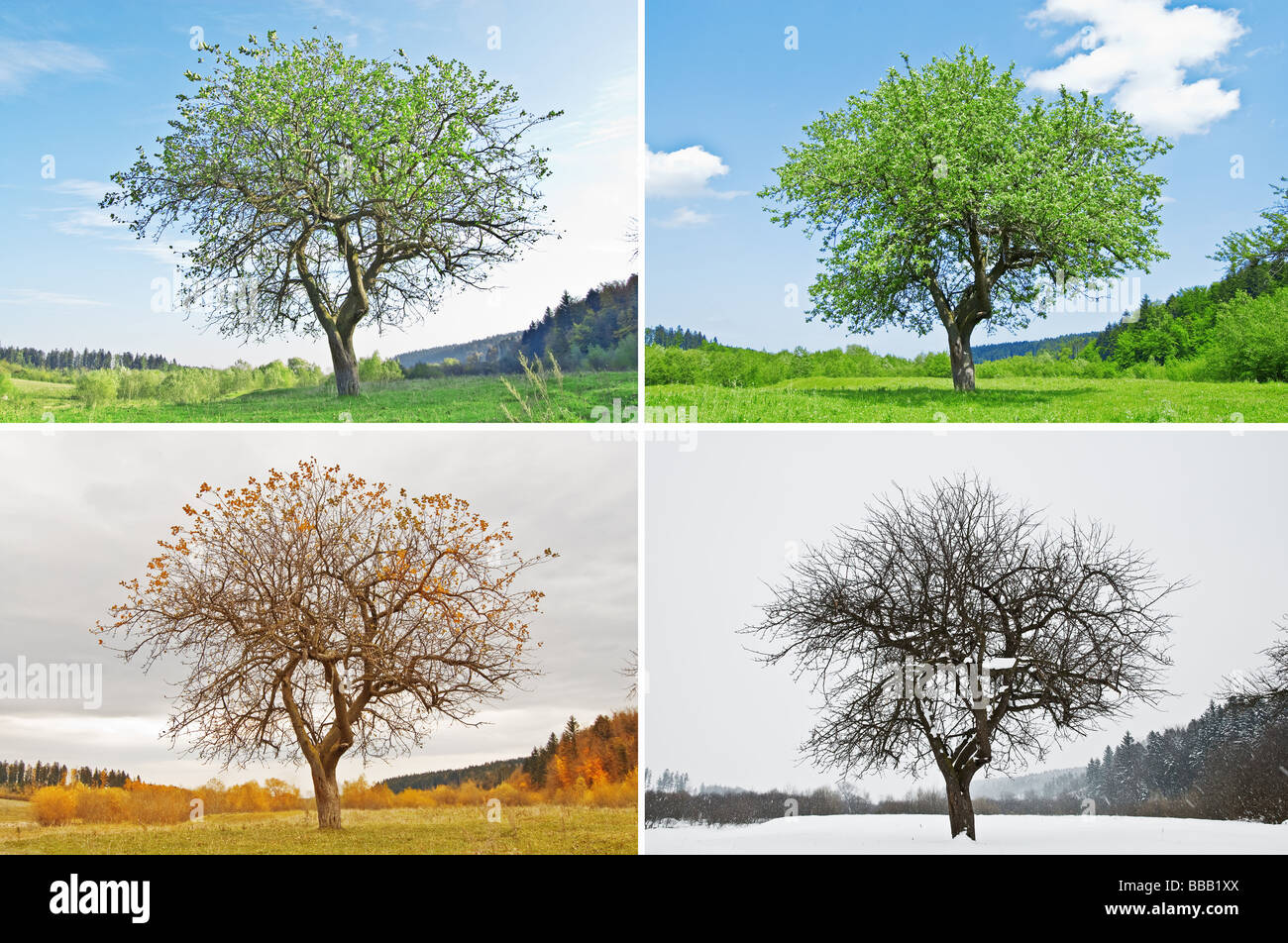 Four Seasons Tree Tattoo Four Seasons Tree Tattoo
