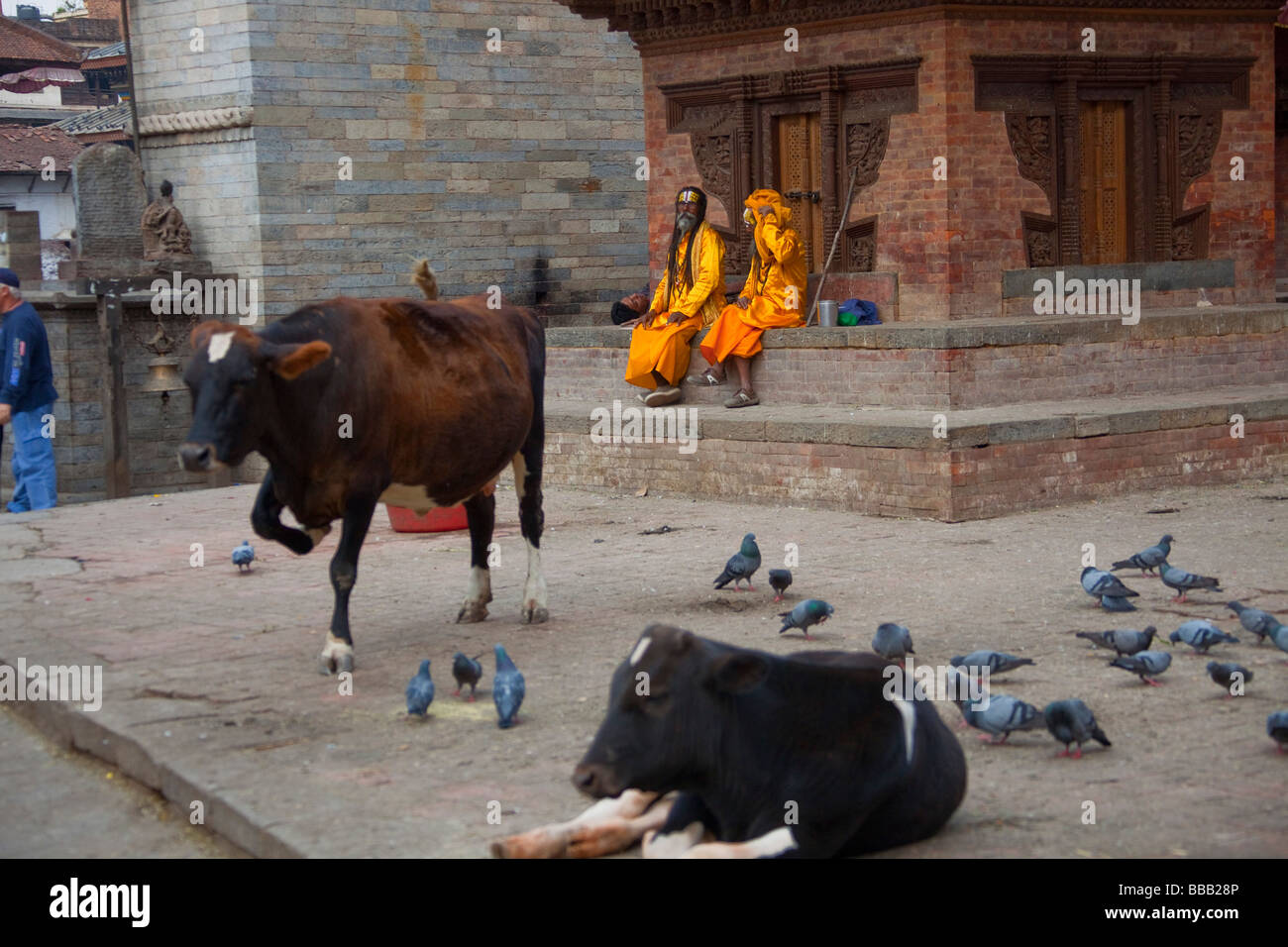 Kathmandu sacred cow hi-res stock photography and images - Alamy