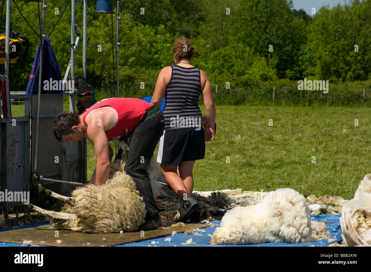 Sheep Shearers and Helper At Work In The Kent Countryside England Stock