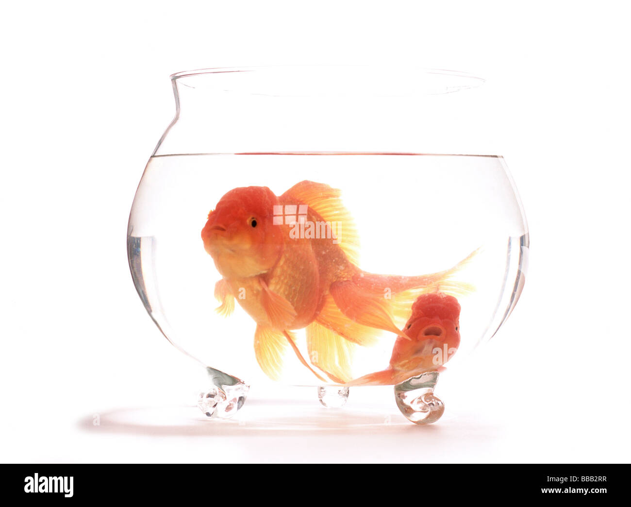 Two goldfish in glass bowl, white background Stock Photo Alamy