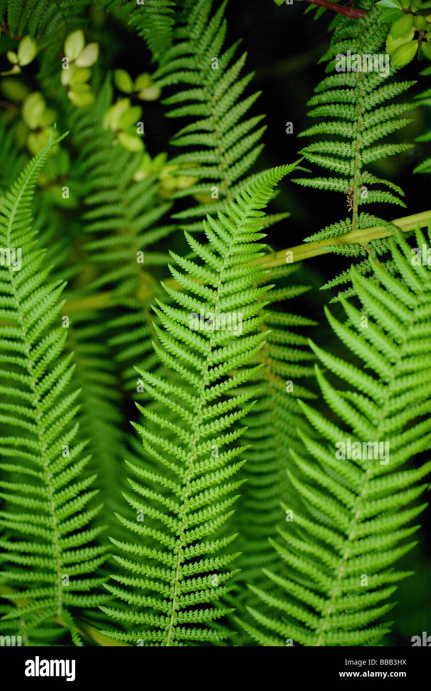 Close up fern hi-res stock photography and images - Alamy