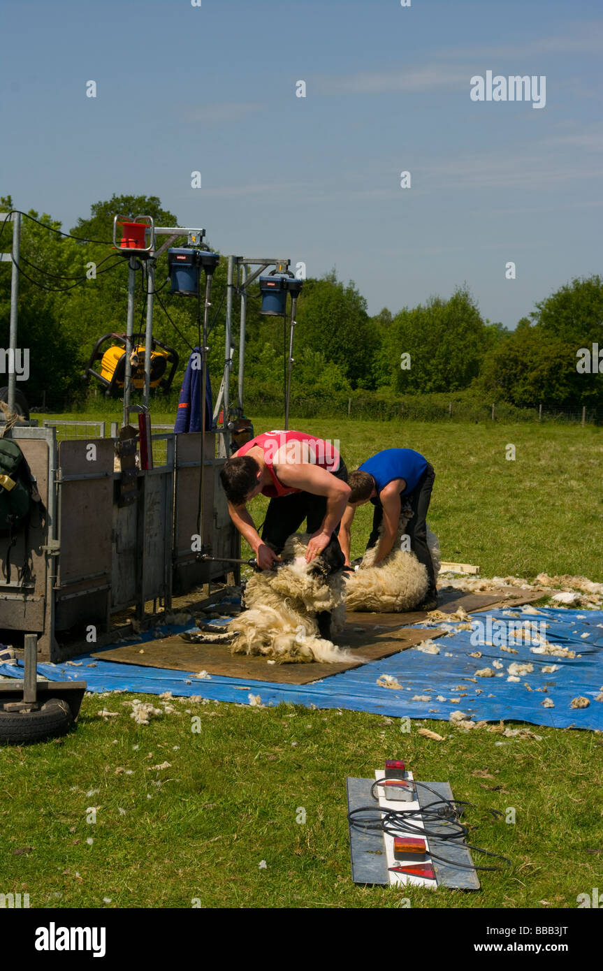 Sheep Shearers At Work In The Kent Countryside England Stock Photo Alamy