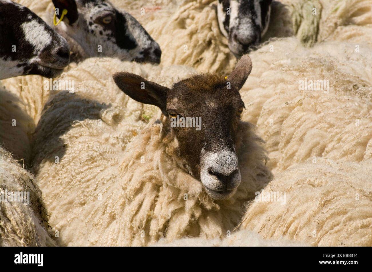 Sheep In A Pen Ready For Shearing Stock Photo Alamy