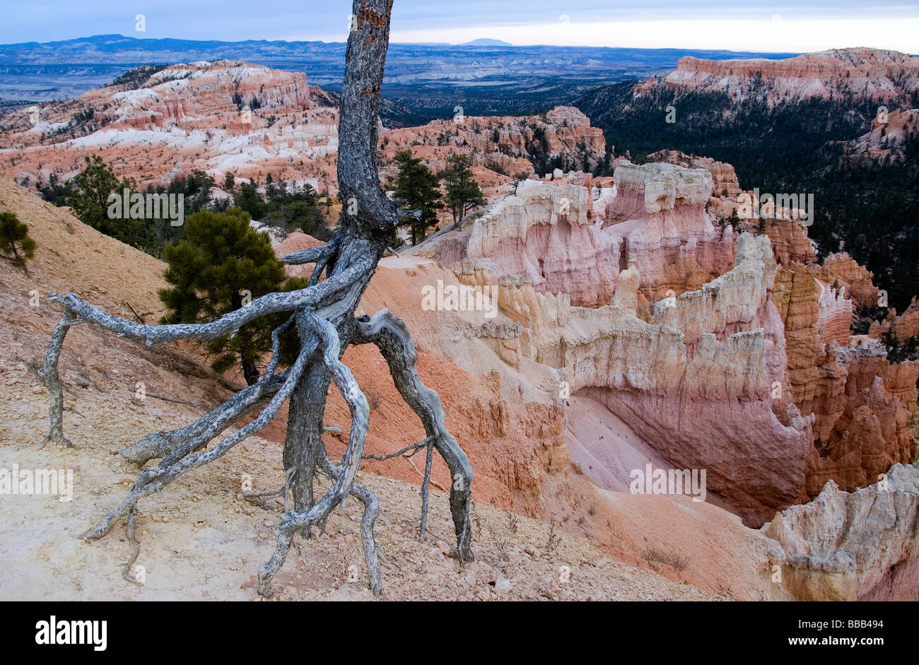 Limber Pine Pinus flexilis Sunrise Point Bryce Canyon National Park Utah USA Stock Photo