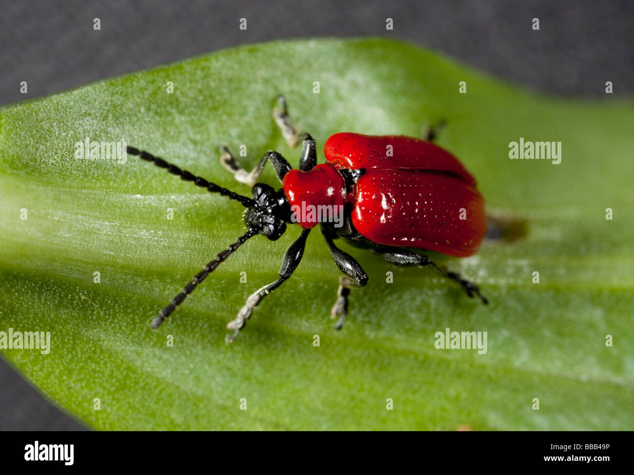 Lily Beetle on Lily leaf Stock Photo Alamy