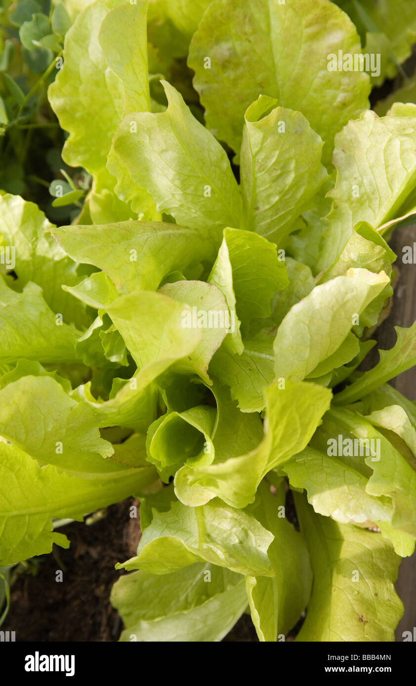 Loose leaf lettuce hires stock photography and images Alamy