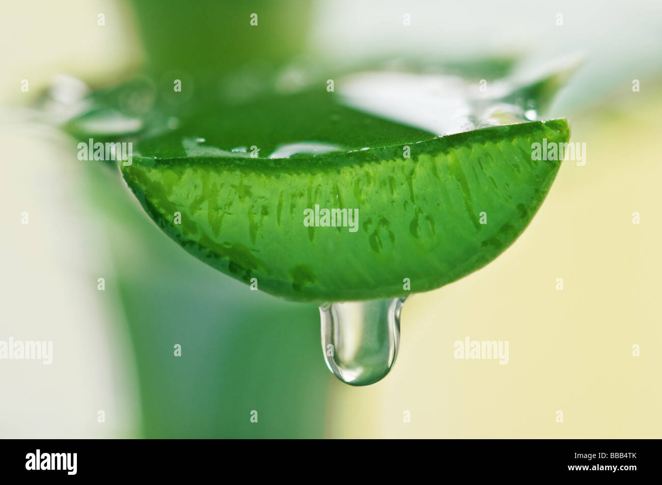 aloe juice drop closeup Stock Photo