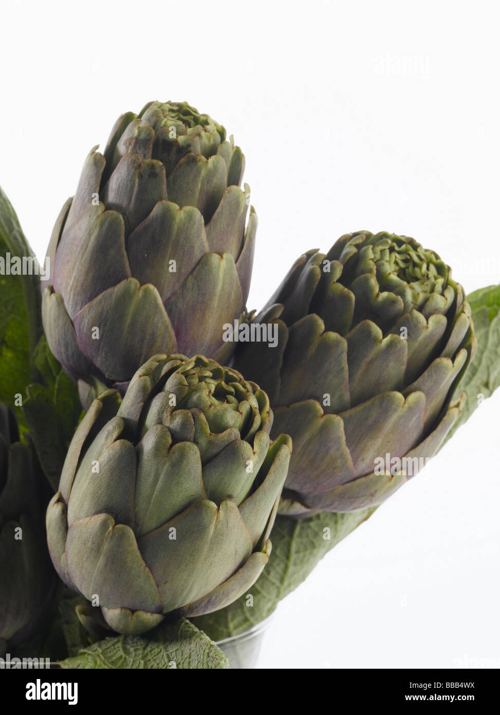 Purple Artichokes Stock Photo Alamy