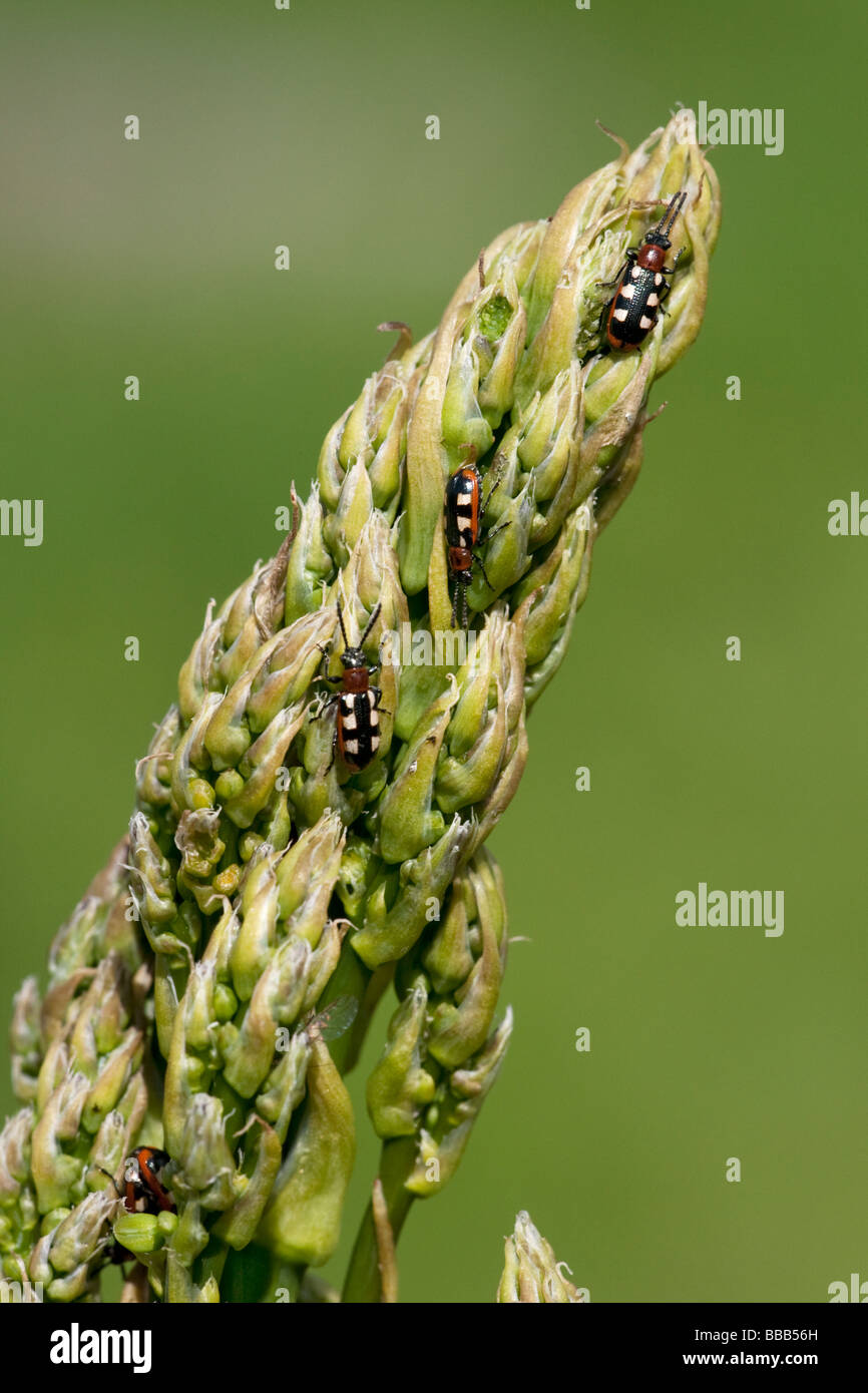 Asparagus beetles on asparagus tip Stock Photo Alamy
