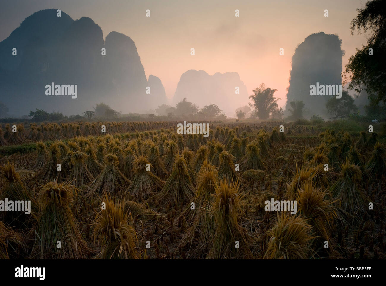 Rice bundles hi-res stock photography and images - Alamy