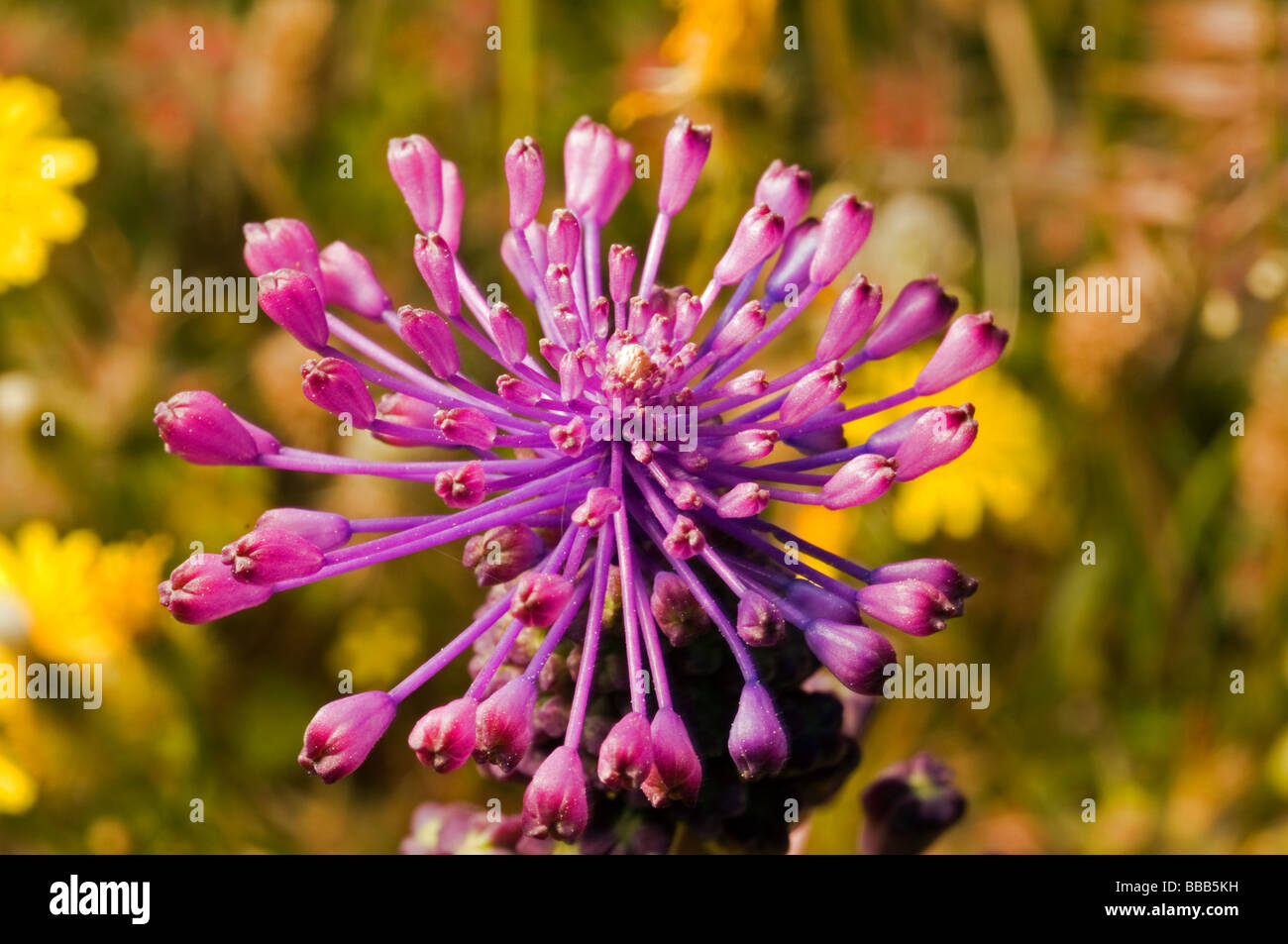Tassel hyacinth, Muscari comosum, Foca Izmir Stock Photo Alamy