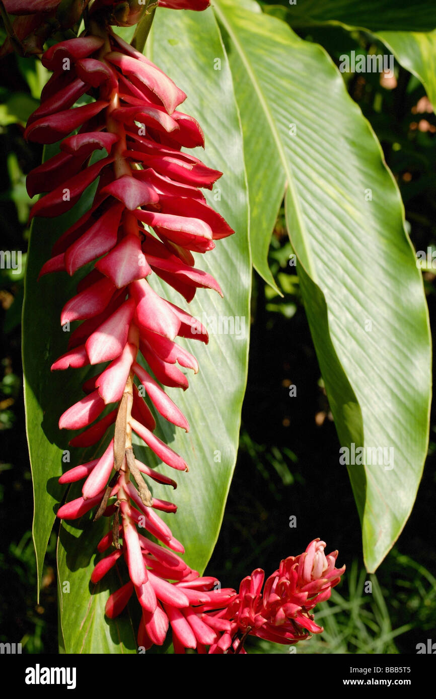 Ginger plant hi-res stock photography and images - Alamy
