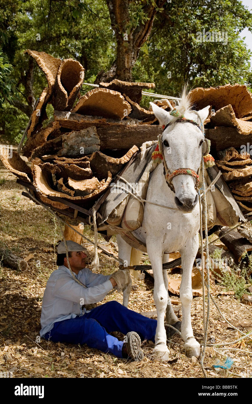 Collecting Cork in the Natural Park of the Cork Cortes de la Frontera ...
