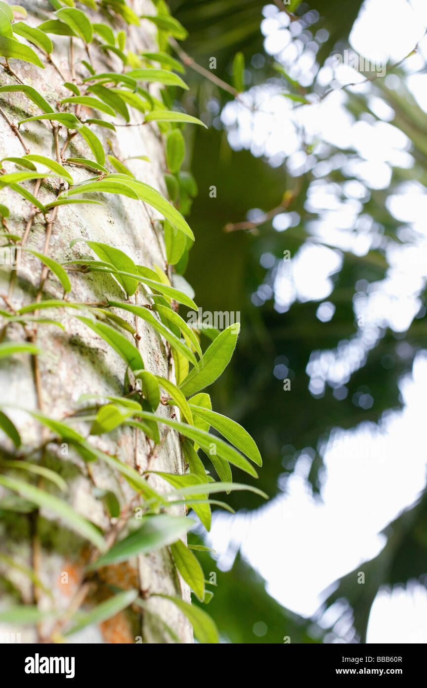 Creepers on a tree trunk Stock Photo Alamy