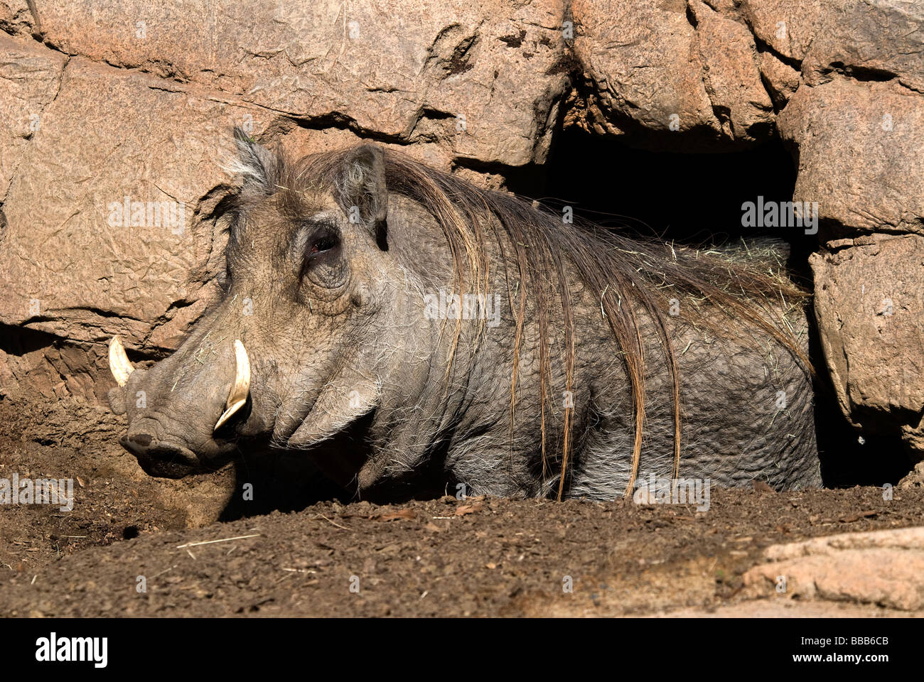 Southern Warthog Phacochoerus africanus sundevallii San Diego Zoo
