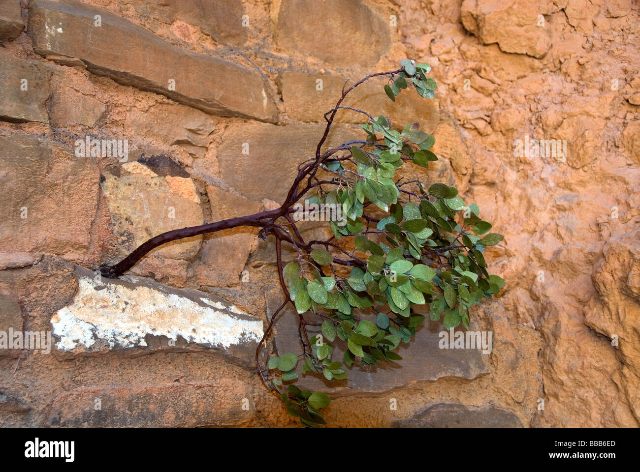 Greenleaf Manzanita Arctostaphylos patula Bryce Canyon National Park Utah USA Growing out of rock Stock Photo
