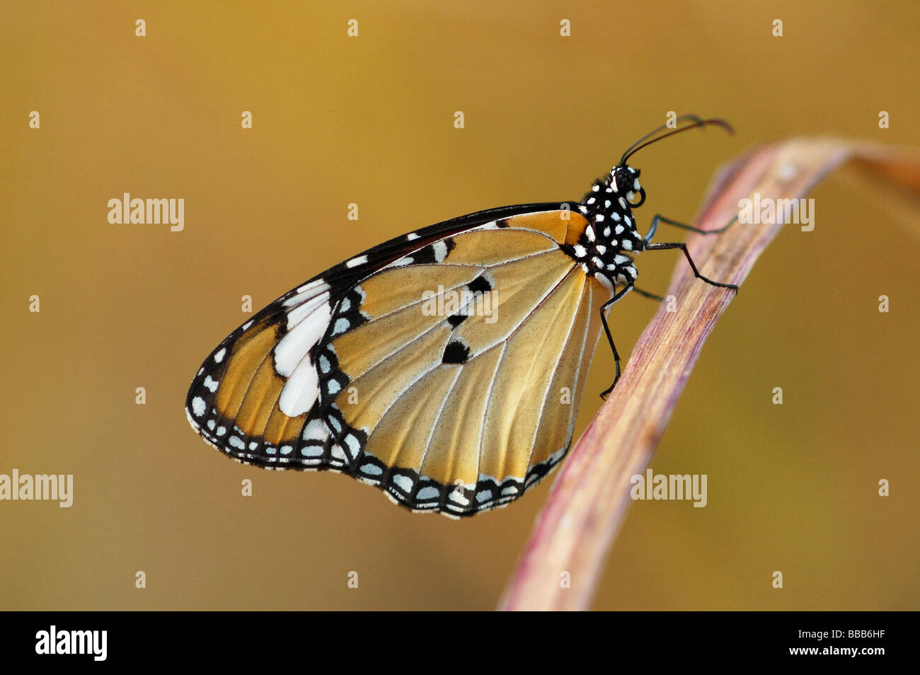 Plain Tiger butterfly (Danaus chrysippus) on Phi Phi Island, Thailand Stock Photo