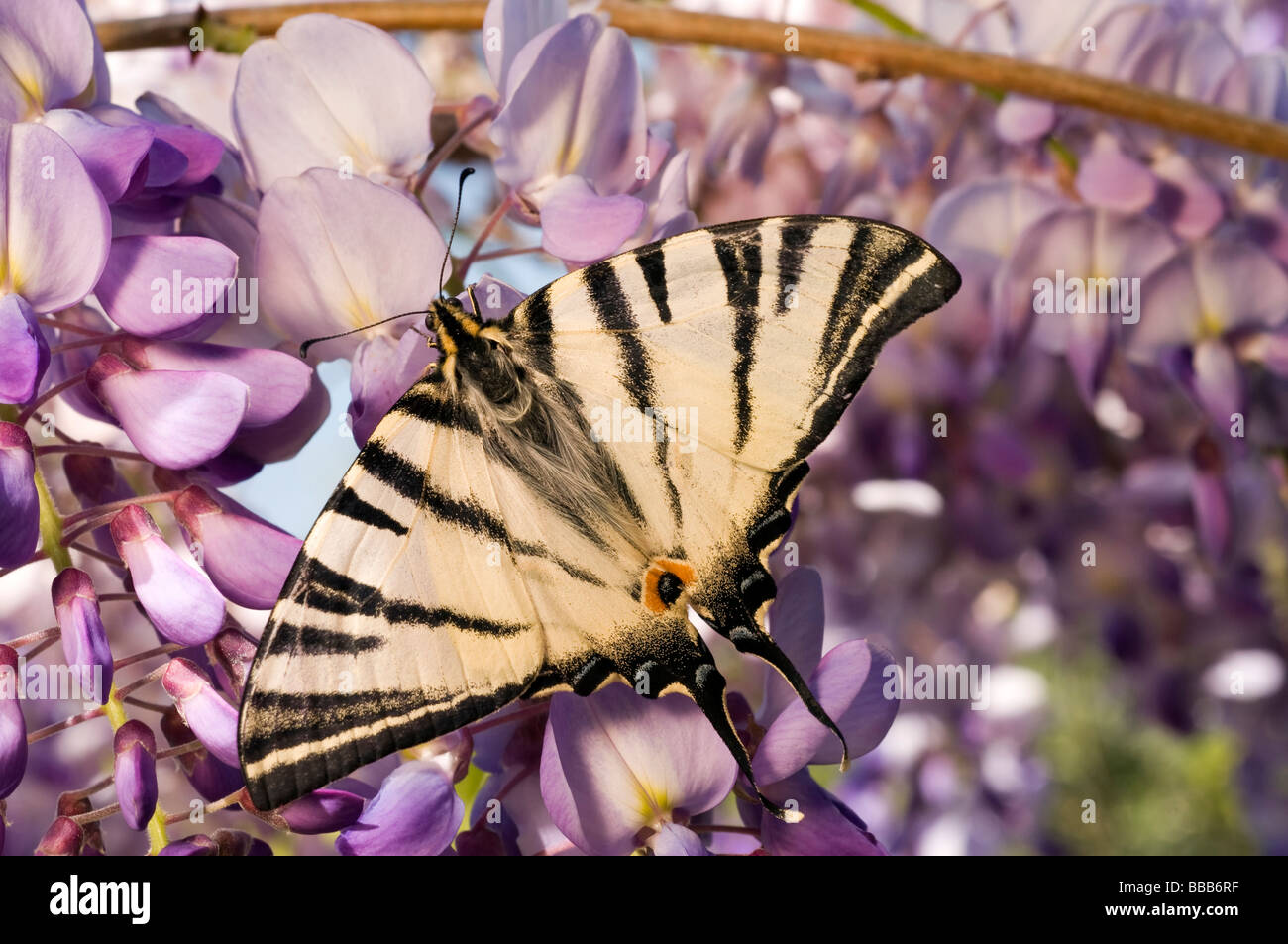 Swallowtail butterfly, Iphiclides podalirius, on a wisteria Foca Turkey  Stock Photo - Alamy