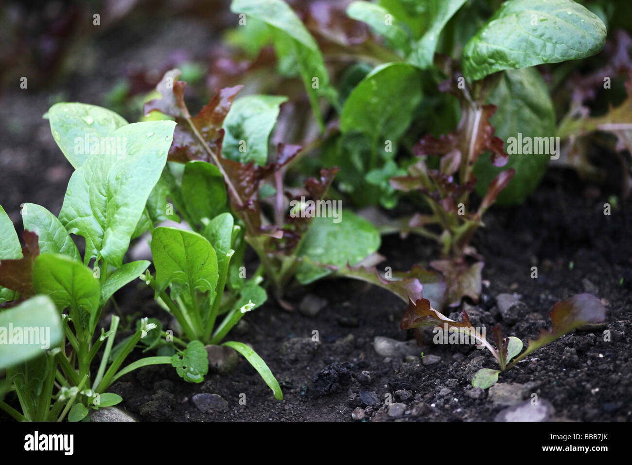 Salad lettuce leaves growing in garden Stock Photo