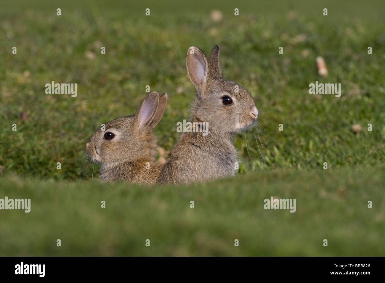 Pair of young kit Rabbit Oryctolagus cuniculus sitting in burrow together, Malvern Hills, Worcestershire, UK. Stock Photo