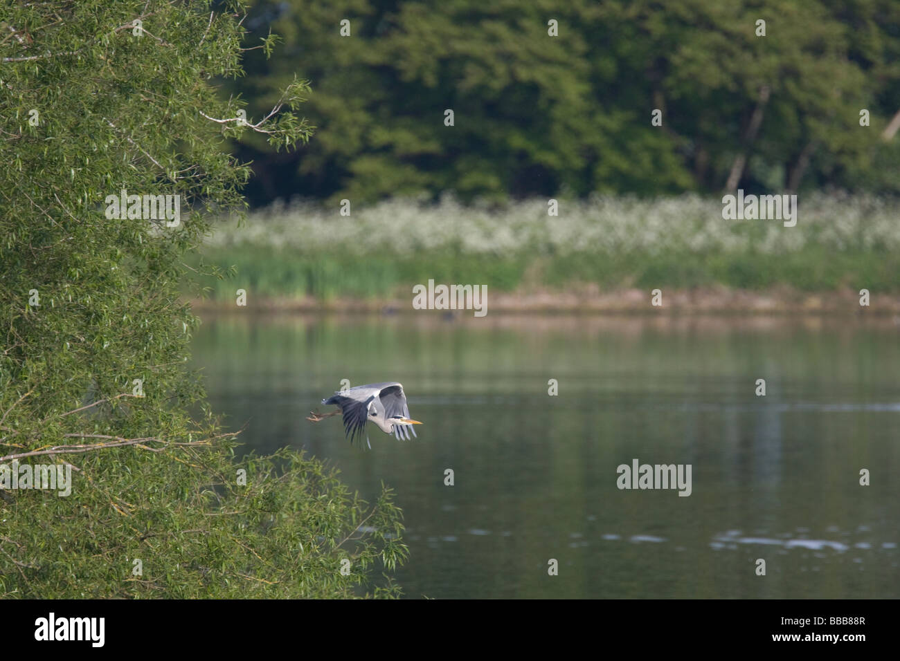 Single Grey Heron Ardea cinerea taking flight from heronry on vegetated island,  Gailey Reservoir, Staffordshire. Stock Photo