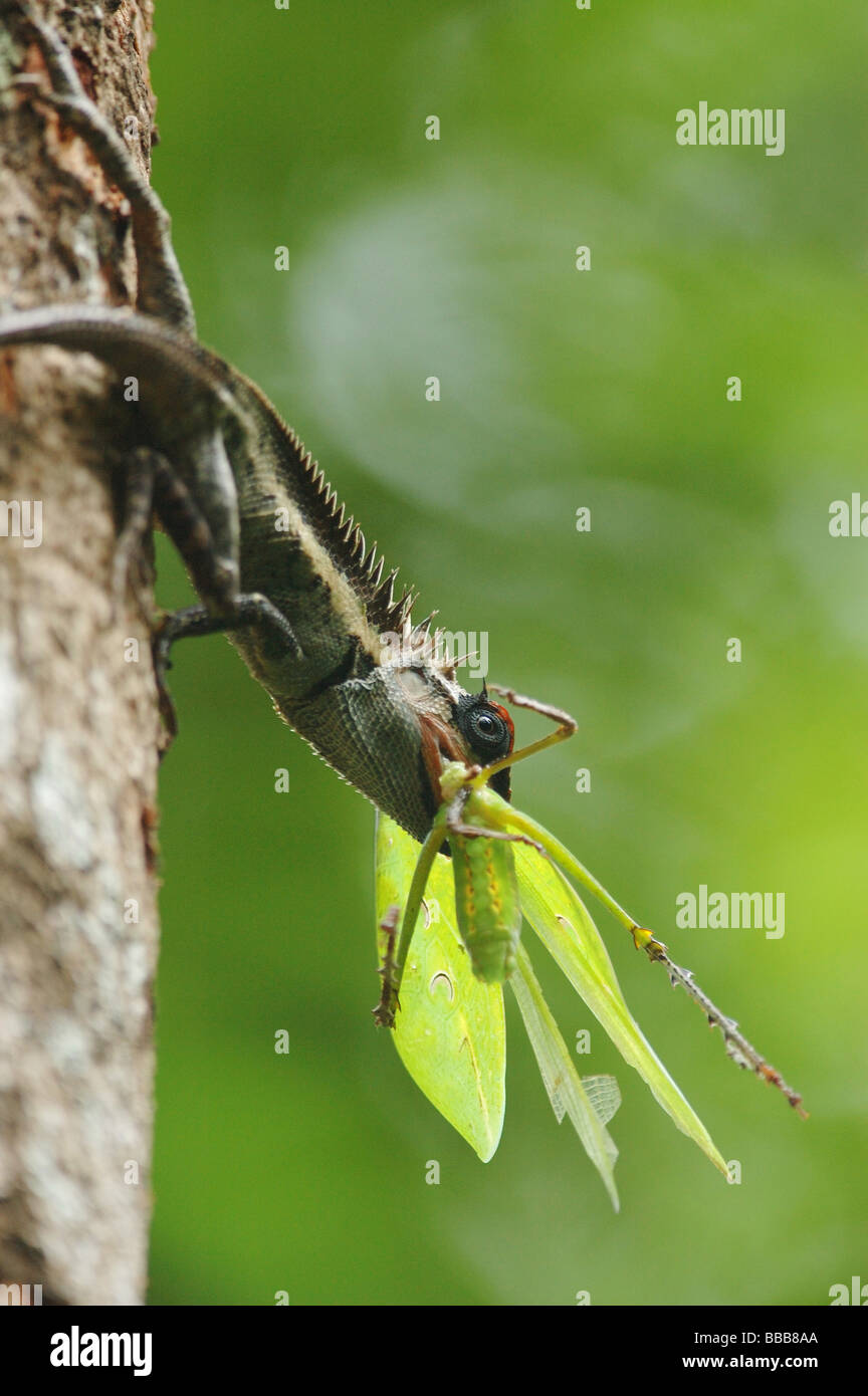 Forest Dragon lizard eating a giant cricket in Khao Sok National Park, thailand Stock Photo