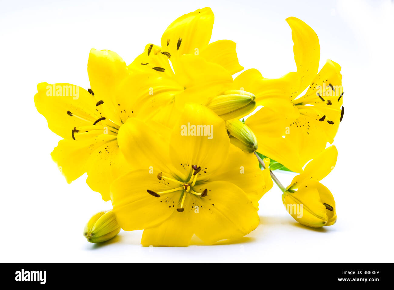 Yellow lily isolated on white background Stock Photo - Alamy