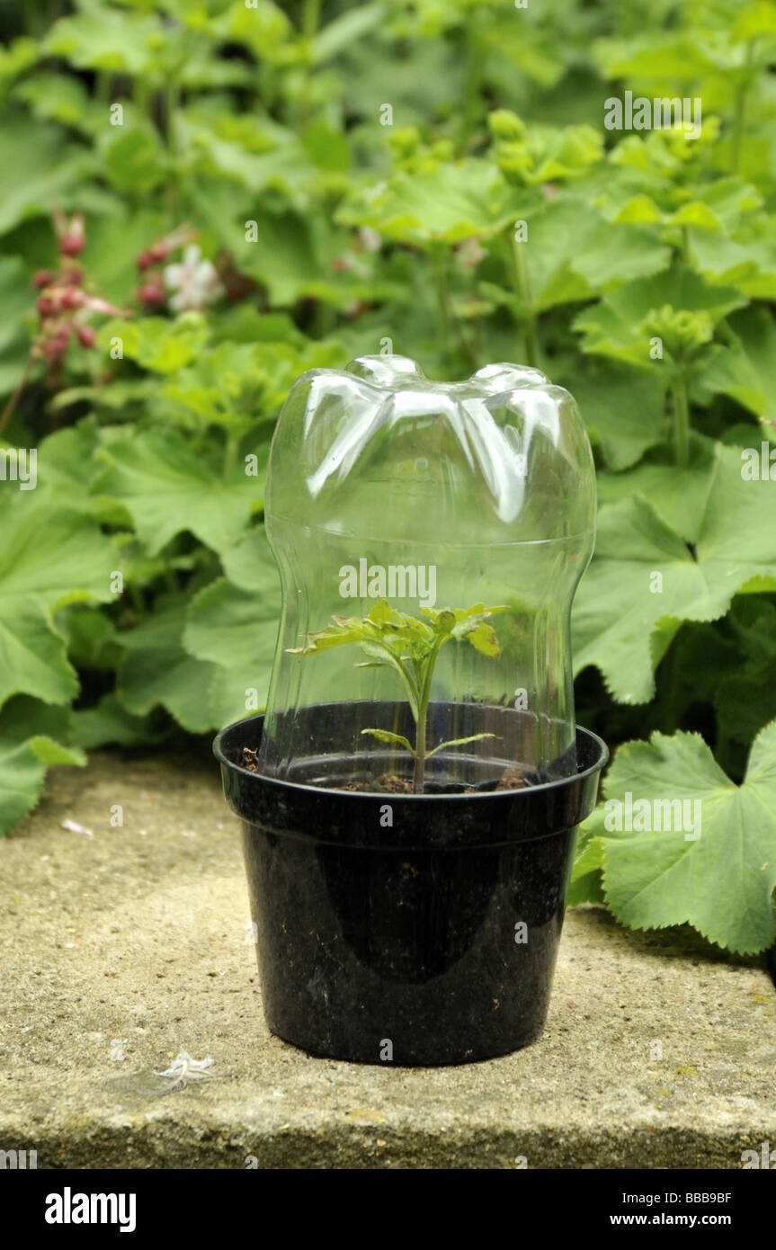 Clear plastic drink bottle protecting young tomato Moneymaker plant seedling Stock Photo