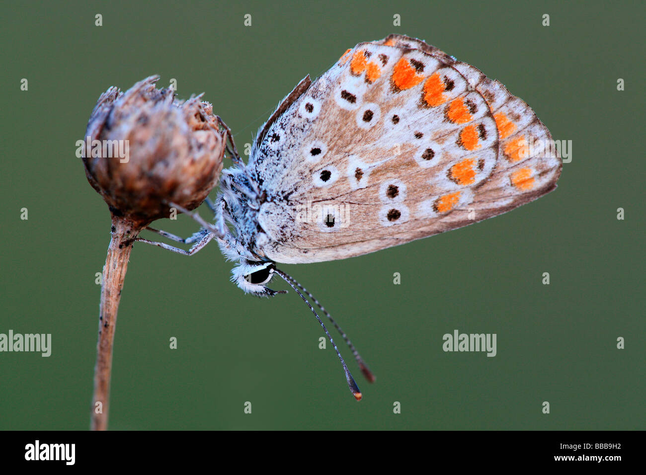 Common blue butterfly, female; Latin Polyommatus icarus Stock Photo