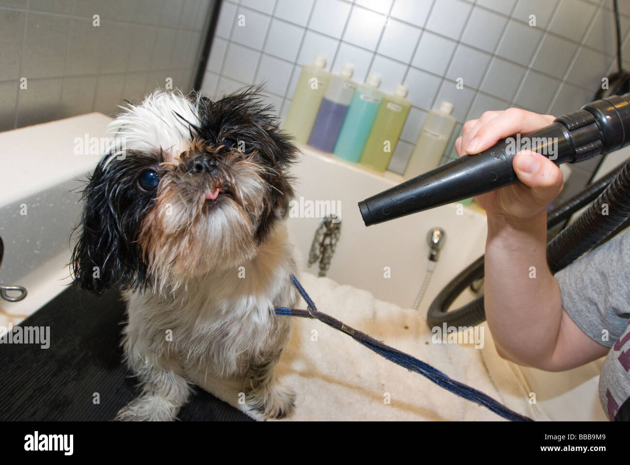 Shih Tzu getting a blow dry after a bath Stock Photo - Alamy