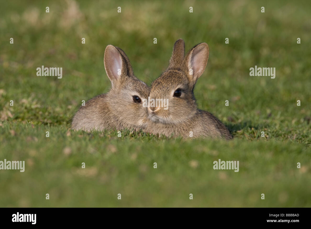 Pair of young kit Rabbit Oryctolagus cuniculus sitting in burrow together, Malvern Hills, Worcestershire, UK. Stock Photo