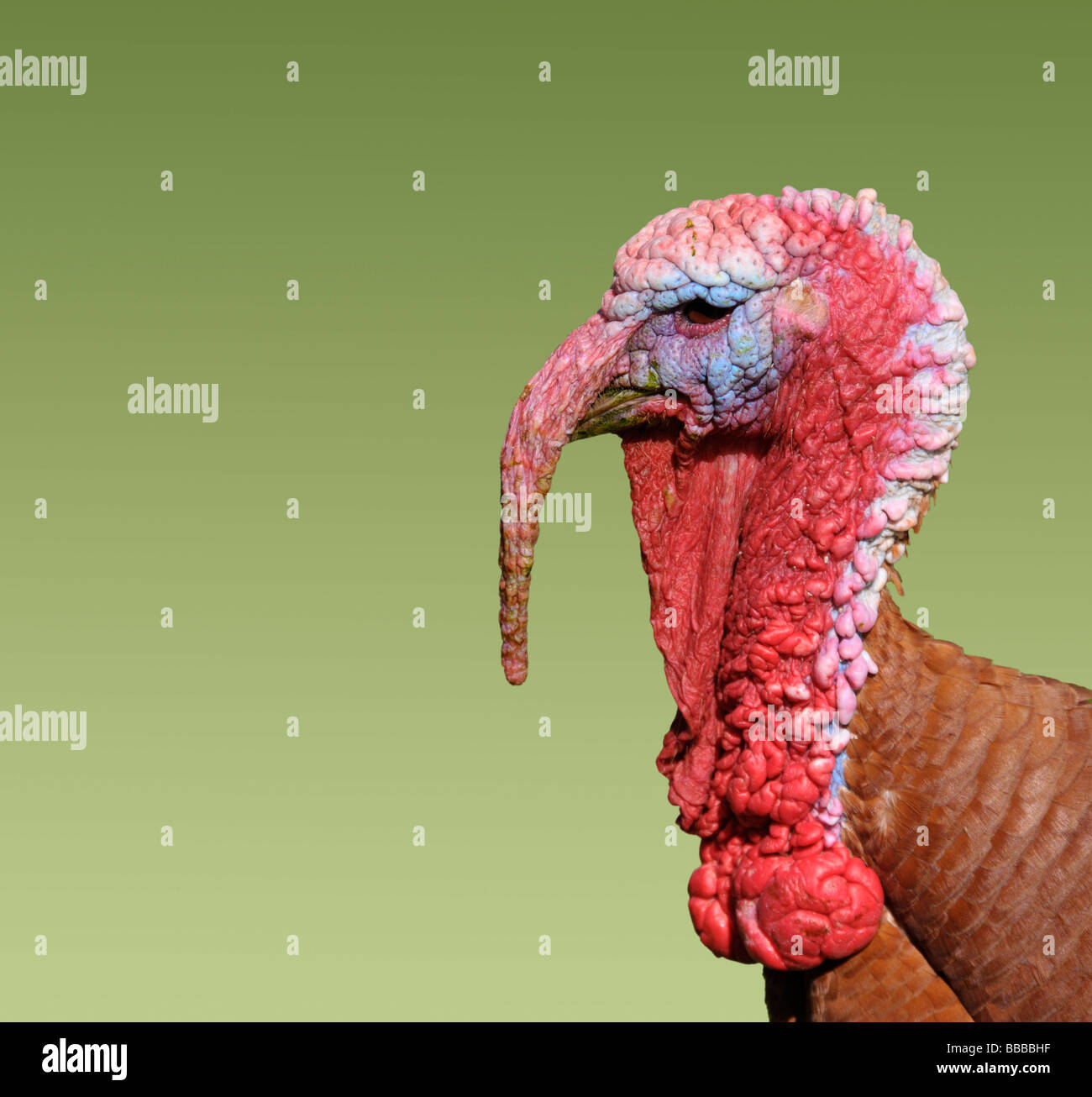Profile of a head of a turkey. Stock Photo