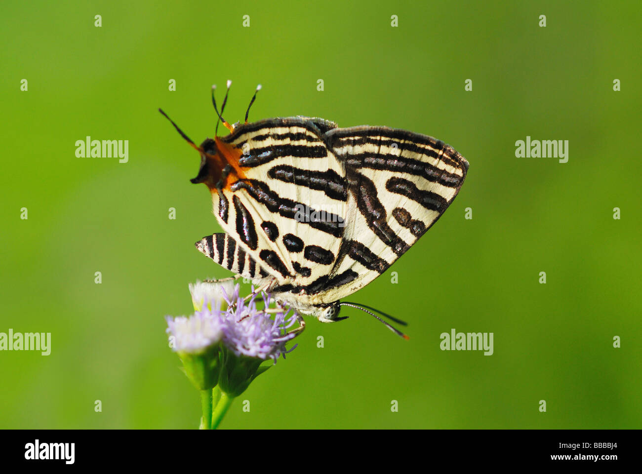 Club Silverline in Chaloem Phrakiat National Park, thailand Stock Photo