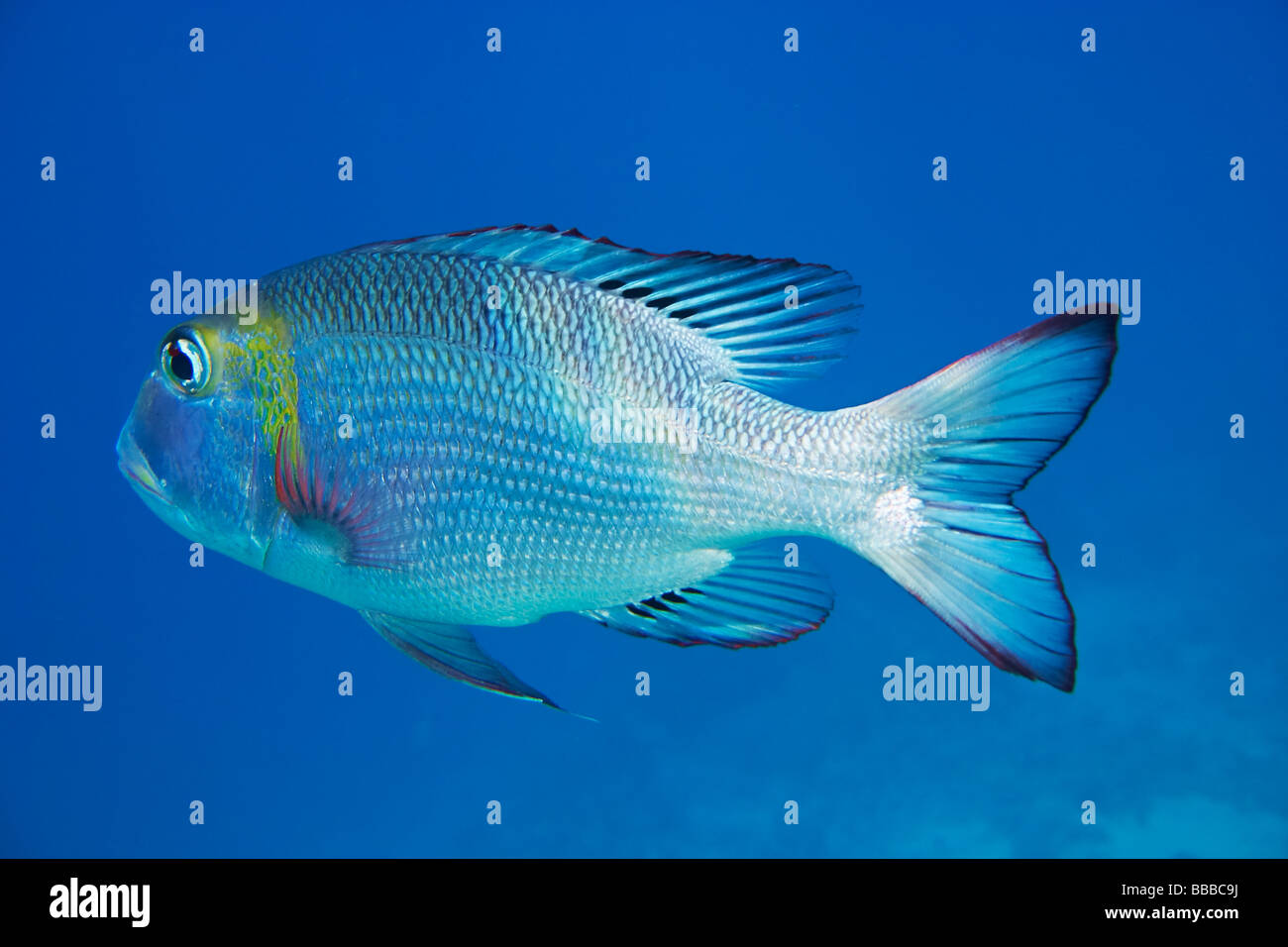 Blue fish in Red Sea - Monotaxis grandoculis Stock Photo