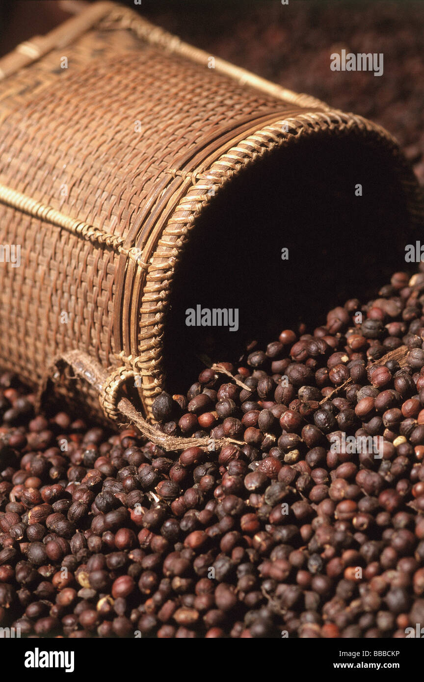 Laos, freshly picked coffee beans Stock Photo Alamy