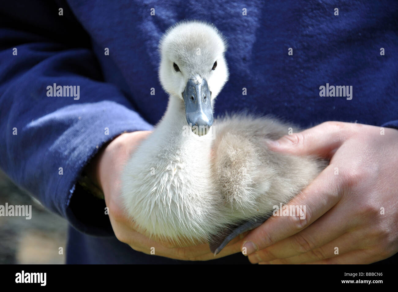 Swan cygnet, Swan sanctuary, Windsor, Berkshire, England, United Kingdom Stock Photo