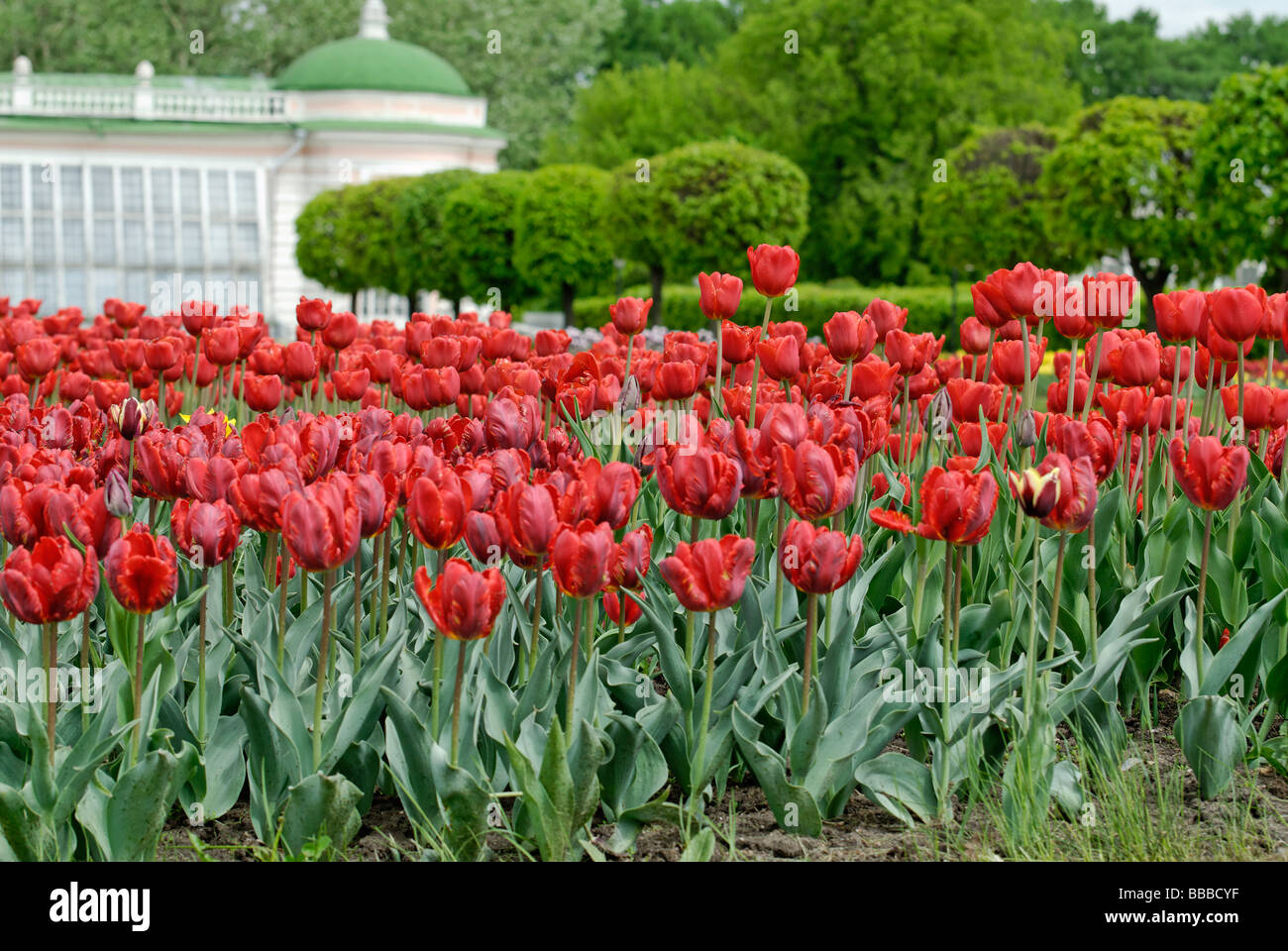 Red tulips on the garden bed Stock Photo - Alamy