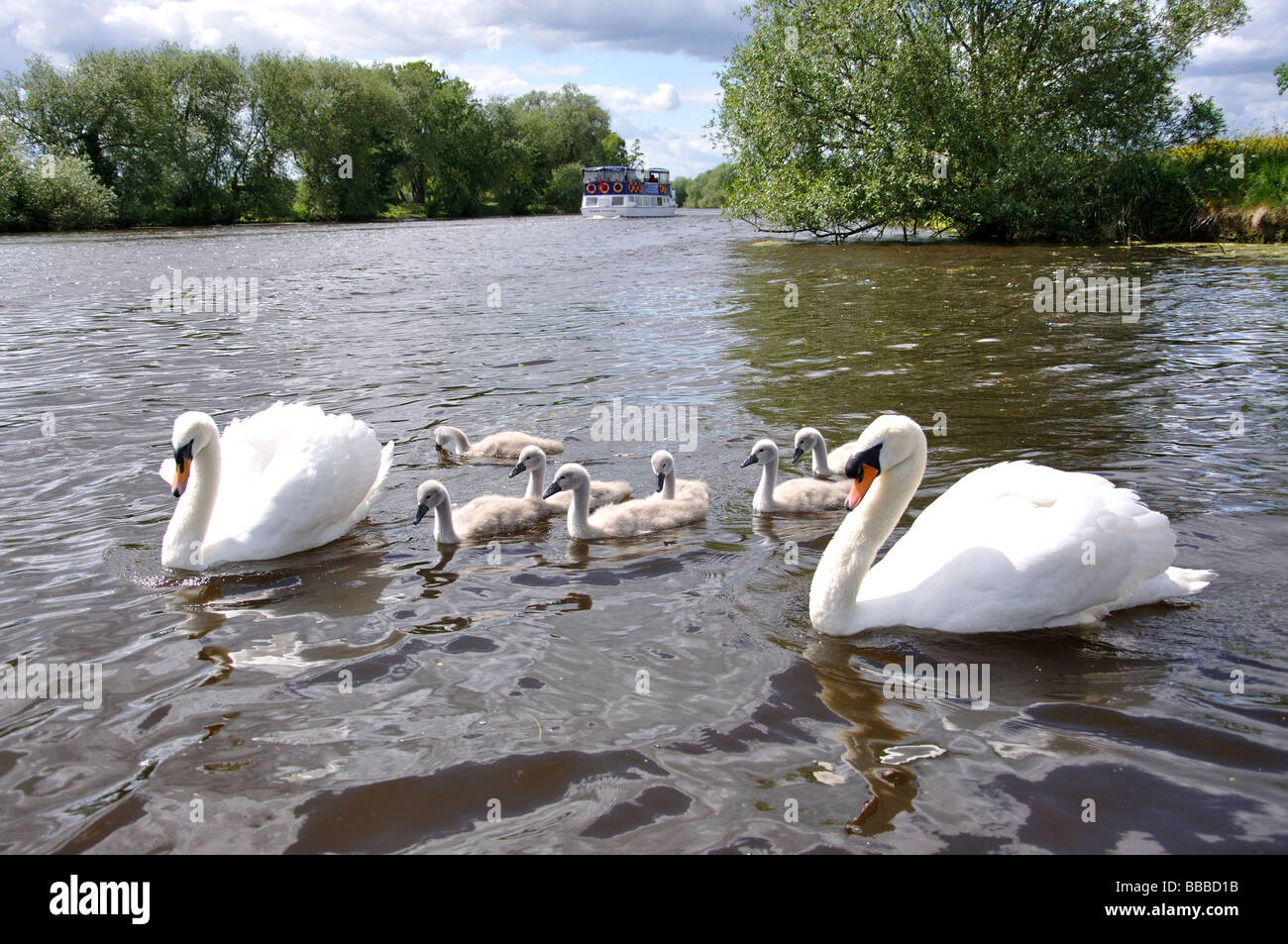 Swans and cygnets on River Thames, Windsor, Berkshire, England, United Kingdom Stock Photo