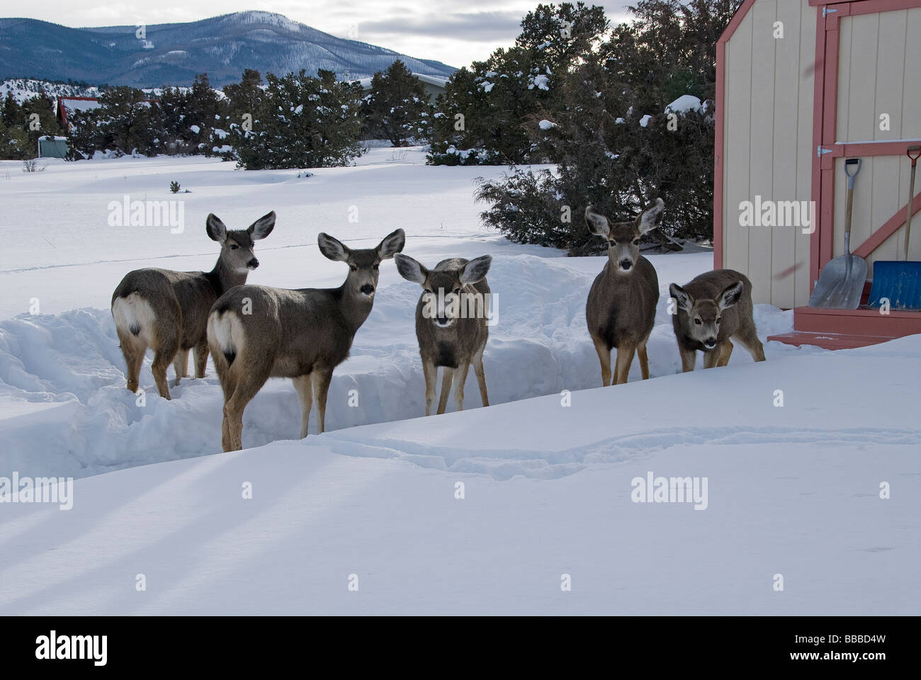 Mule Deer Odocoileus hemionus South Fork Colorado USA Stock Photo