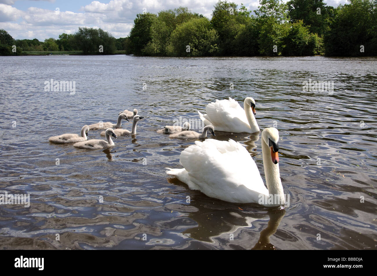 Swans and cygnets on River Thames, Windsor, Berkshire, England, United Kingdom Stock Photo