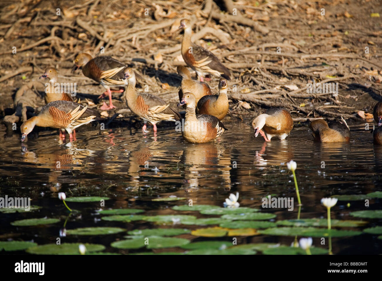 Plumed whistling ducks (Dendrocygna eytoni).  Yellow Water Wetlands, Kakadu National Park, Northern Territory, AUSTRALIA Stock Photo