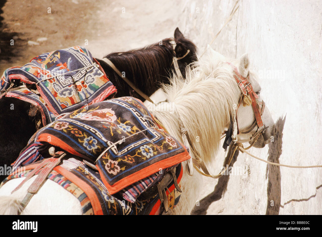 Nepal, Mustang, Tethered horses with Tibetan horse rug saddles Stock