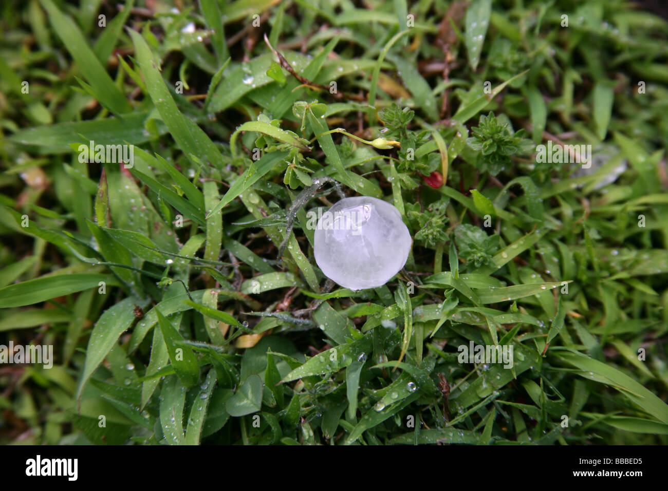 A hailstone on grass after a hailstorm in Connecticut USA Stock Photo