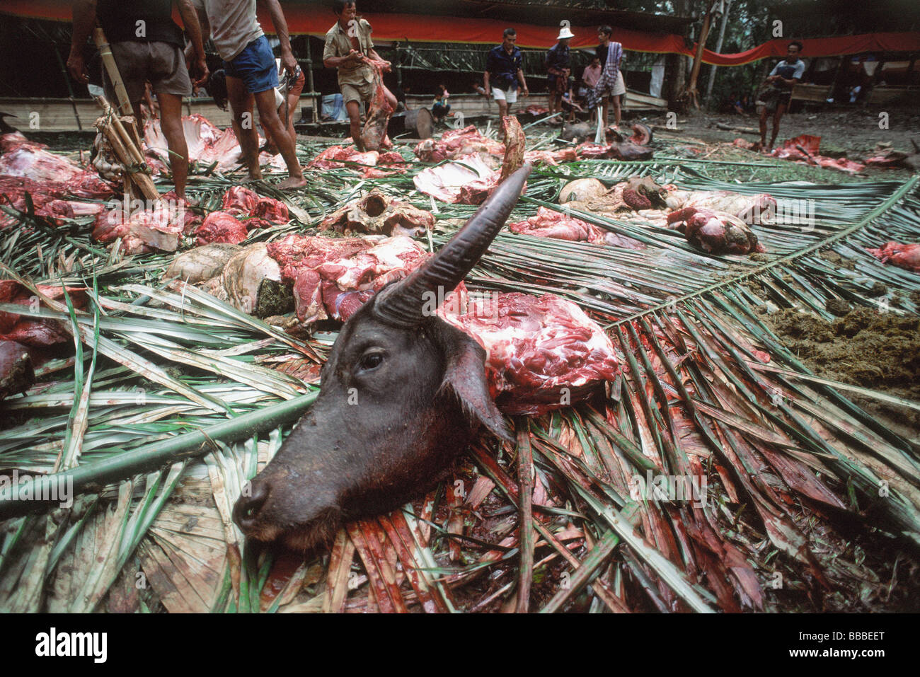 Indonesia, S. Sulawesi, Toraja, Severed buffalo head at funeral ceremony. Stock Photo