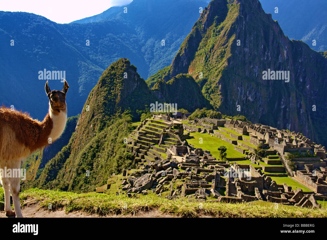 Llama at Machu Picchu Peru South America Inca ruins Stock Photo