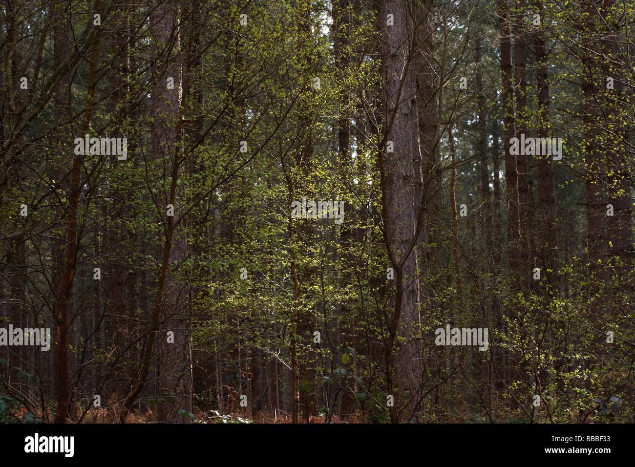 trees,fritton woods,pine trees, Stock Photo