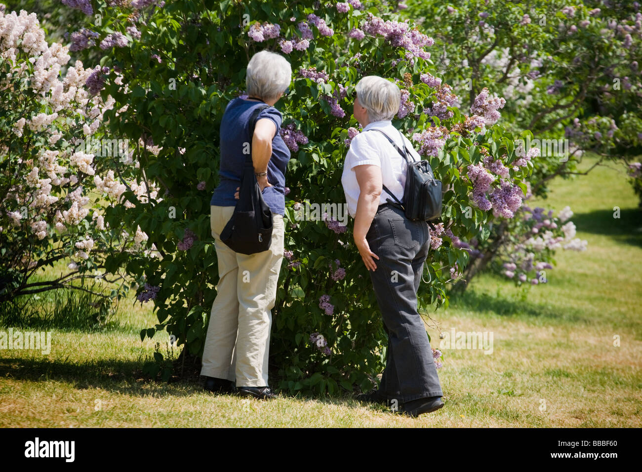 Women enjoying lilacs blooming Highland Park designed by Frederick Law Olmsted Rochester New York Monroe County Stock Photo