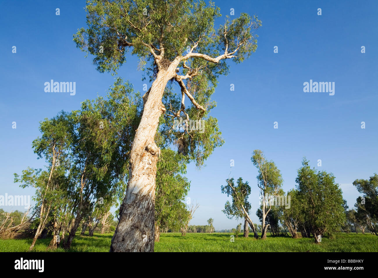 Melaleuca trees in the Yellow Water Wetlands.  Cooinda, Kakadu National Park, Northern Territory, AUSTRALIA Stock Photo