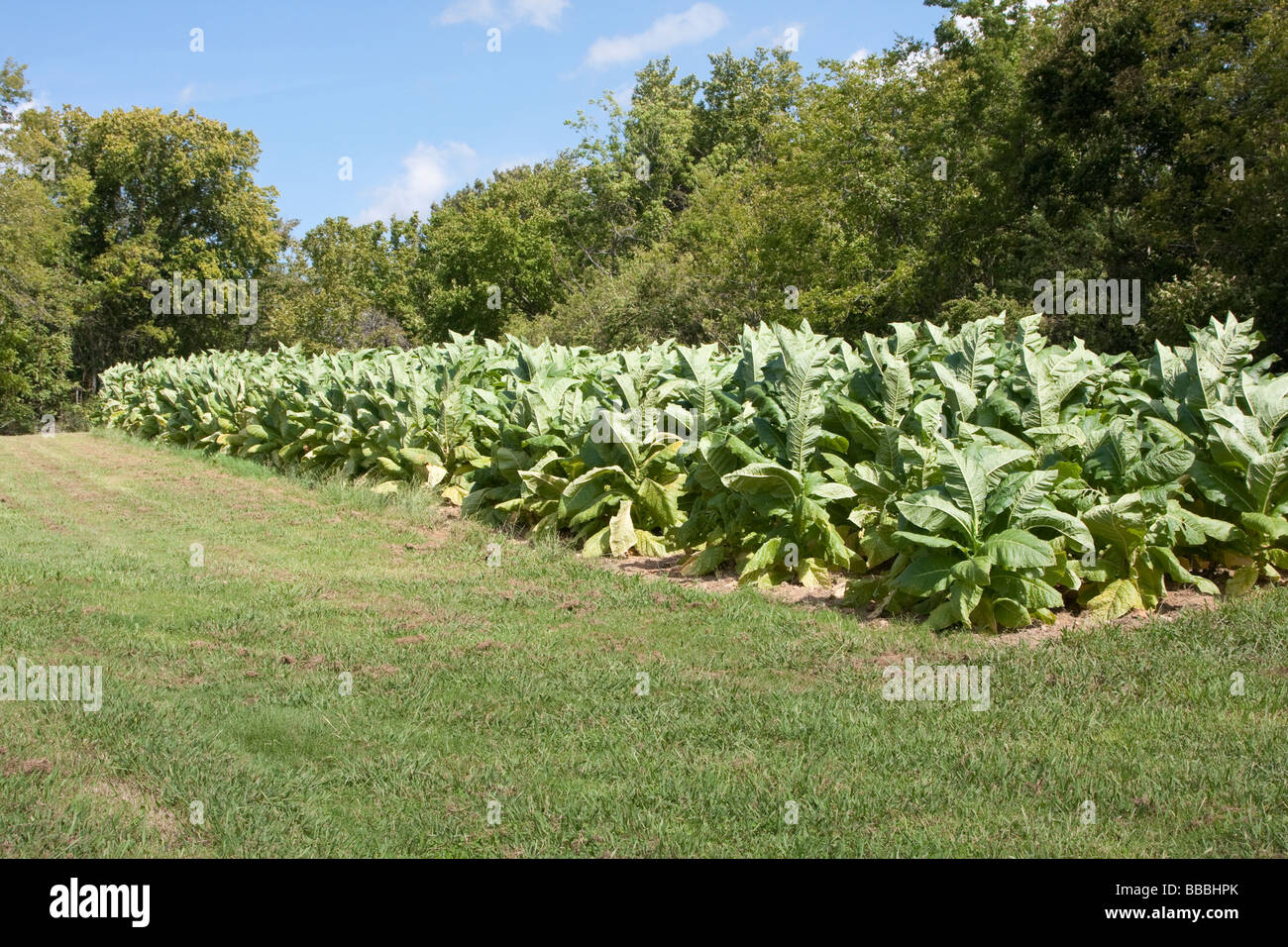 Natchez Trace Parkway, Tennessee, USA. Tobacco Farm near Mile 401. Stock Photo