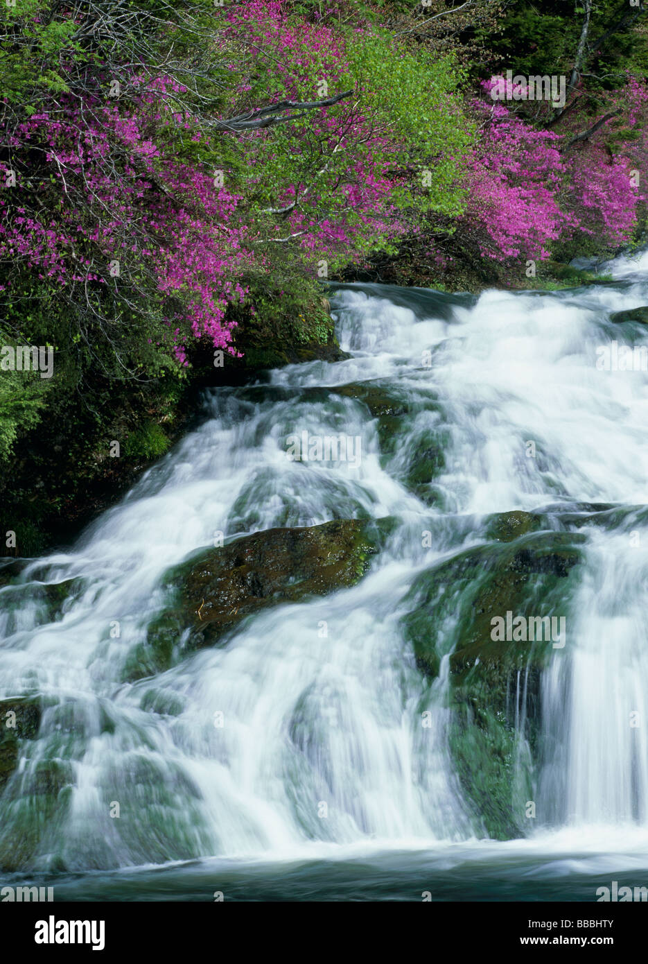 Rhododendron Wadanum and Mountain Stream Stock Photo
